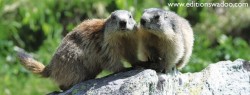 MG016
